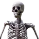 Skeleton Art V3
