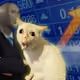 Skonk Cats