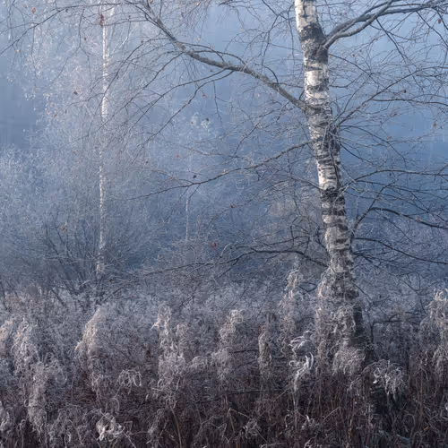 Some Kind Of WInter - old