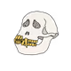 #Monkey skulls "basic" - old