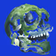 Skull-of-the-day - old V2