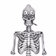 NFT Ultra rare Black & Multicolor Skull Bone edition Collection