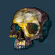 Skulls in the house