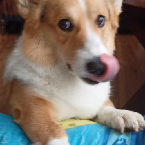 Skye the Slim Corgi