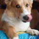 Skye the Slim Corgi
