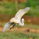 SKY IS THE LIMIT BY NIGIN MOHAN - old