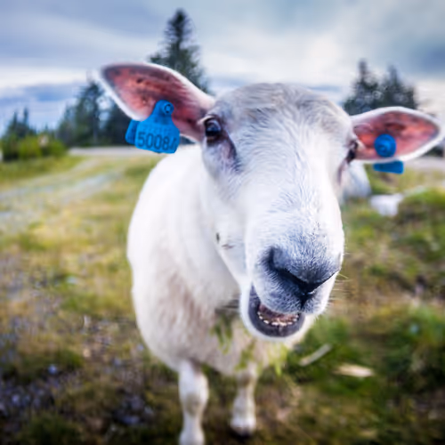 SlavicViking Collection