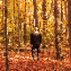Slender Collection - old