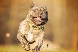 Slightly Crazy Dramatic Animals