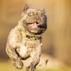 Slightly Crazy Dramatic Animals