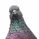 SLUM PIGEON DEGENERATES - old