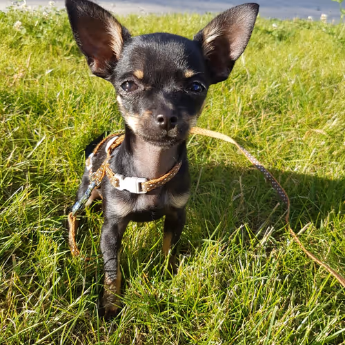 SMALLEST DOG IN THE WORLD