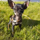 SMALLEST DOG IN THE WORLD