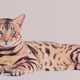 Smart Cat Yacht Club NFT Collectables