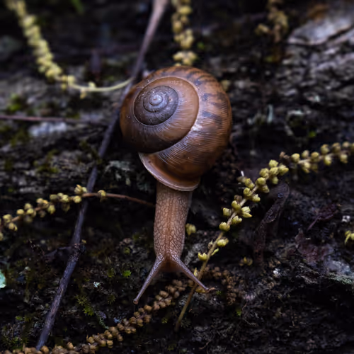 Snail Journey - old