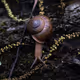 Snail Journey - old