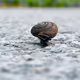 SnailTrailNFT