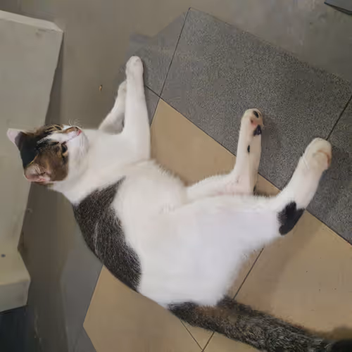 Snap Cats