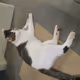 Snap Cats