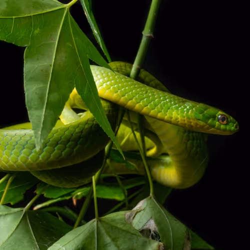 SNEKS OF TAIWAN - old