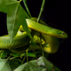 SNEKS OF TAIWAN - old