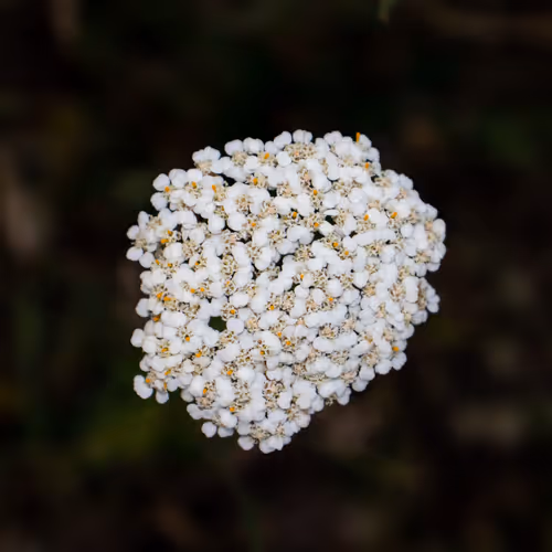 High Quality Flowers