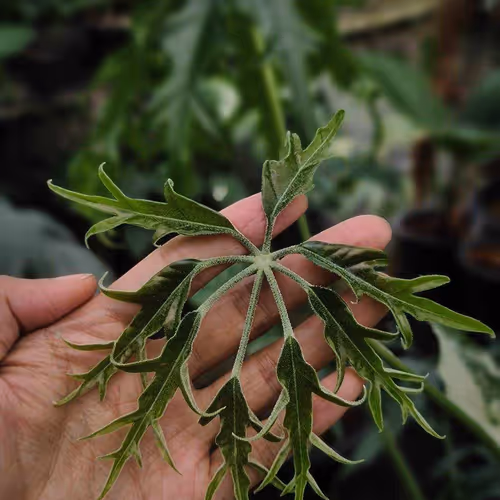 May De Plants Collection