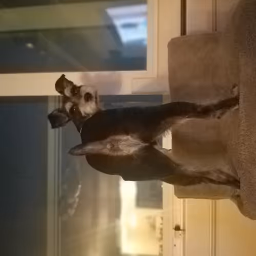 #SnoopDogsLife - 12 special NFT moments. The Mini Schnauzer from Busan, South Korea