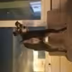 #SnoopDogsLife - 12 special NFT moments. The Mini Schnauzer from Busan, South Korea