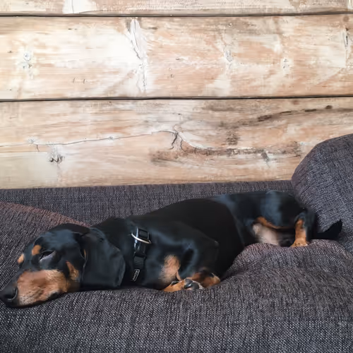 Snoopy Supp Until Rich as Fxk - old