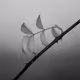 Fog throught my eyes - old