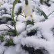 snow+drop