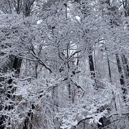 Snowday
