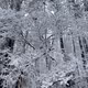 Snowday