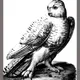 Snowy Owl collection #