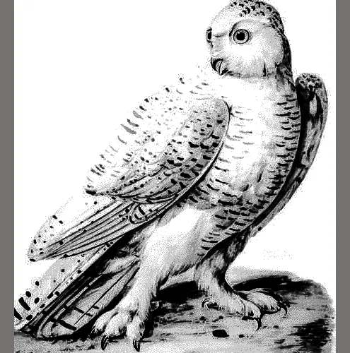 Snowy Owl collection #