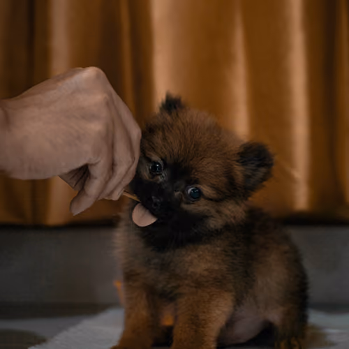 soba_thepom