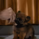 soba_thepom