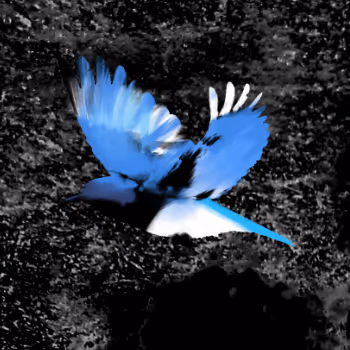 Social Dysfunction Noir - old