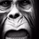 Sasquatch portraits