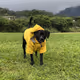 someplace pet contest
