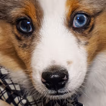 SomePlace Pet Images