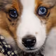 SomePlace Pet Images