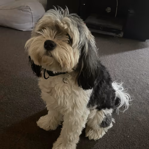 Banjo The Dog Collection