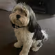 Banjo The Dog Collection