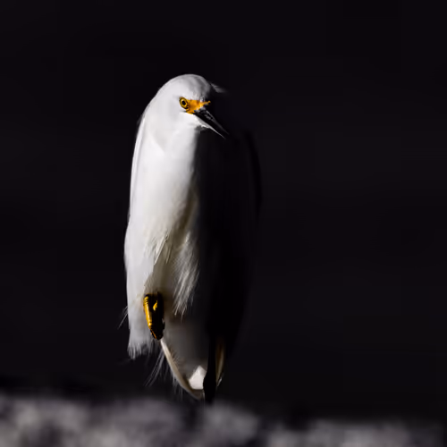 Sony Bird Photography