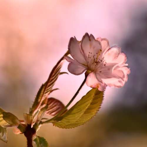 SoulScape Blossoms