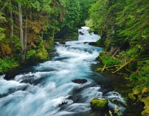 Natural sounds of borneo