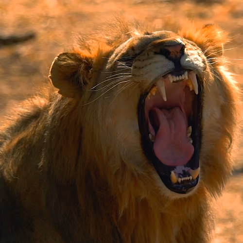 South Africa Video Clips