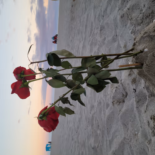 South Beach FL